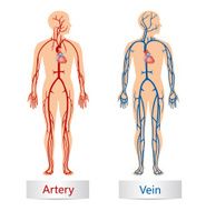 Artery and Vein N2