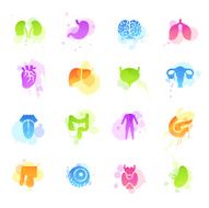 Stains Icons - Human Organs