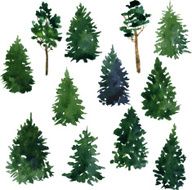 set of conifer trees N2