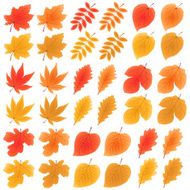 autumn leaves N119
