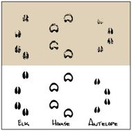 Elk - Horse Antelope