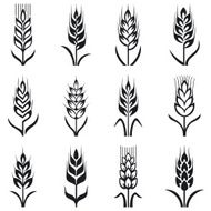 Wheat N26
