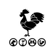 black isolated rooster