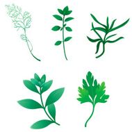 Herbs N6