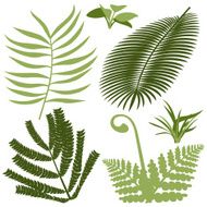 tropical plants N7