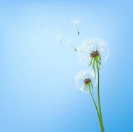 Dandelions N29