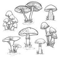 Vector set with mushrooms N5