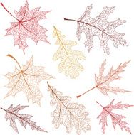 autumn leaves N121