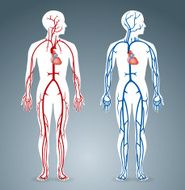 Artery and Vein N3