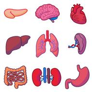 Human Organs N7