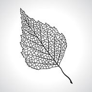 Black macro leaf of birch tree isolated