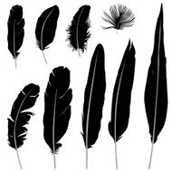 Feather silhouette collection