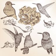 Collection of vector hand drawn humming birds for design