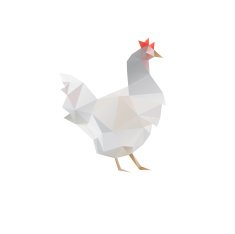 Chicken isolated on a white backgrounds N2