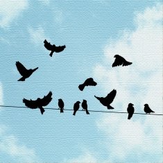 Birds on a wire silhouettes with sky background