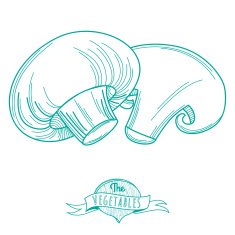 Outline hand drawn sketch of mushrooms (flat style thin line)