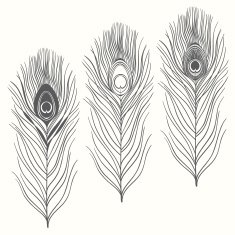 Set of peacock feathers isolated on white background