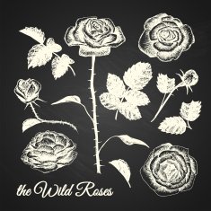 THE WILD ROSES - hand drawn illustrations chalkboard free image download