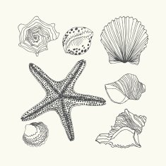 Shells set