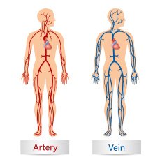 Artery and Vein N2