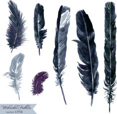 set of plumes N4
