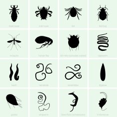 Human parasites