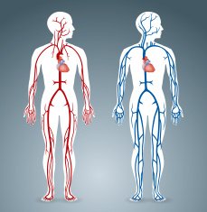 Artery and Vein N3