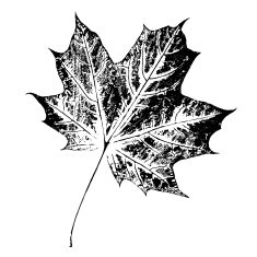 Maple Leaf N41