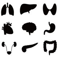 Human Organs N8