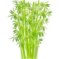 Bamboo N44