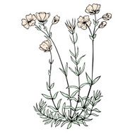 Cerastium