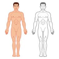 Male Body Front View