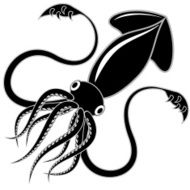 black squid
