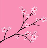 Cherry blossom spring branch with flowers blooming vector illustration N2