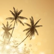 Palm Sunset Background