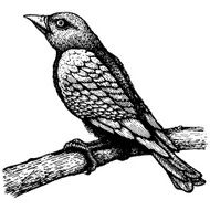 Bird on a branch N6