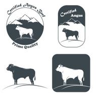 Angus Bull In White And Black