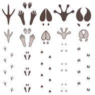 Paw Print N24