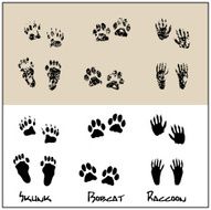 Skunk - Bobcat Raccoon