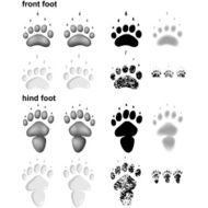 Skunk footprints