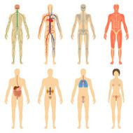 Set human organs and systems of the body vitality N3