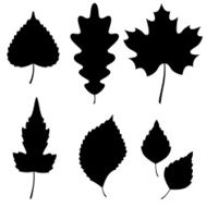 Collection of leaf silhouettes N6