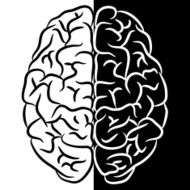 Brain shape