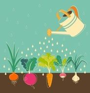 Vegetables garden watering N2