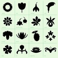 Flowers N412