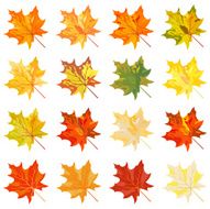 Collection of color autumn leaves N2