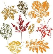 Autumn grunge leaves