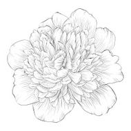 beautiful monochrome black and white peony flower isolated on background N3