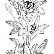 Vector seamless pattern with decorative lily flowers on white background