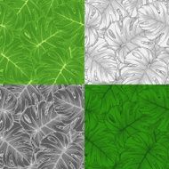 Set seamless backgrounds of palm leaf Monstera